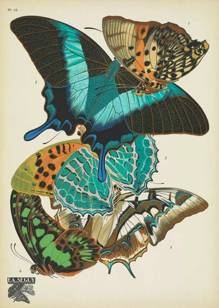 antique butterfly prints