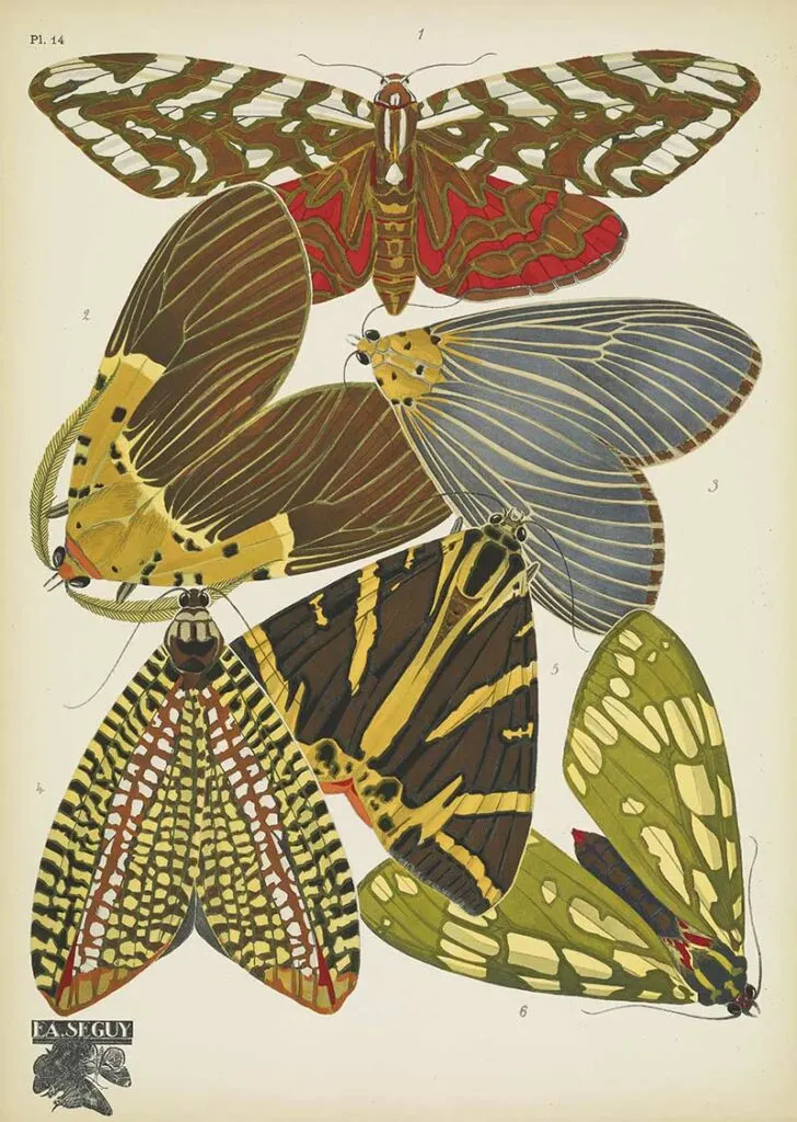 antique butterfly prints