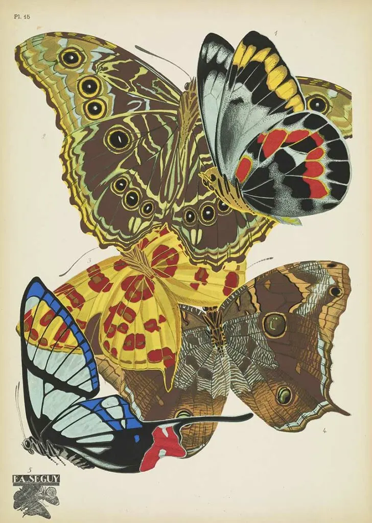 antique butterfly prints