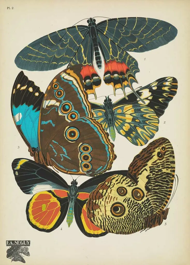 Antique butterfly print