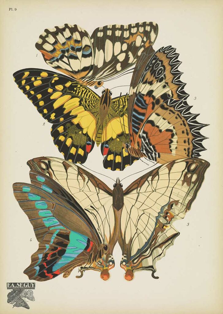Antique butterfly print 9