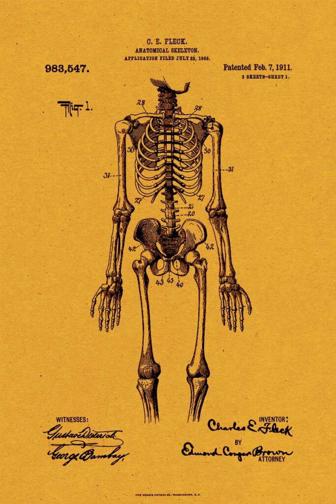 Anatomical skeleton