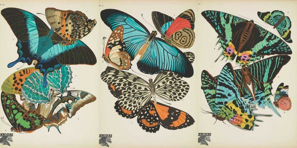 antique-butterfly-prints