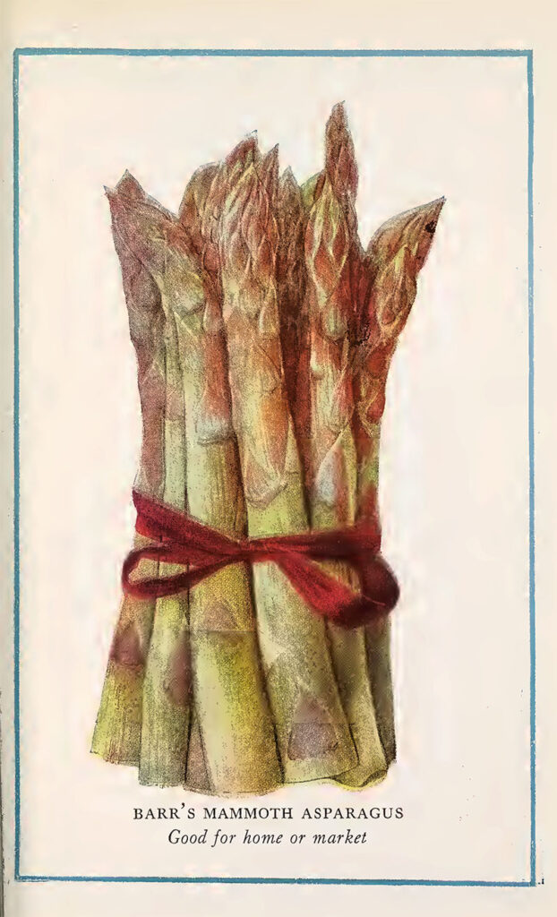 Asparagus vintage vegetable print