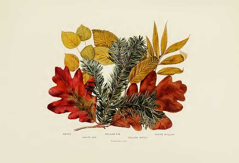 vintage fall leaf print