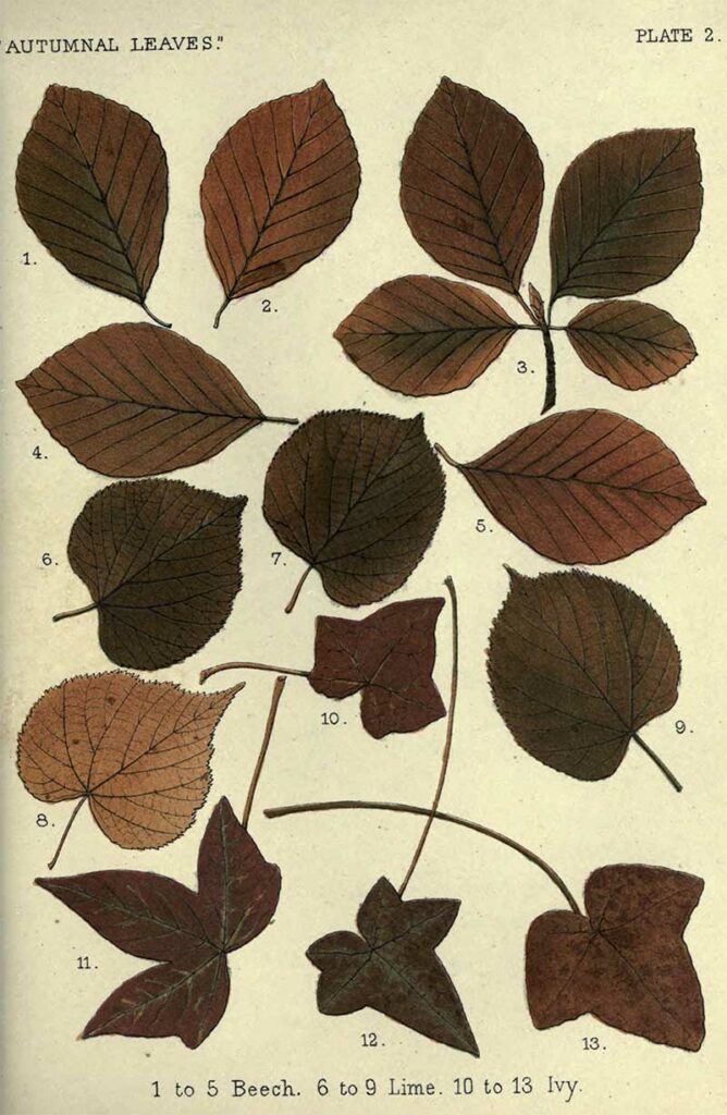 Beech Lime Ivy Charts