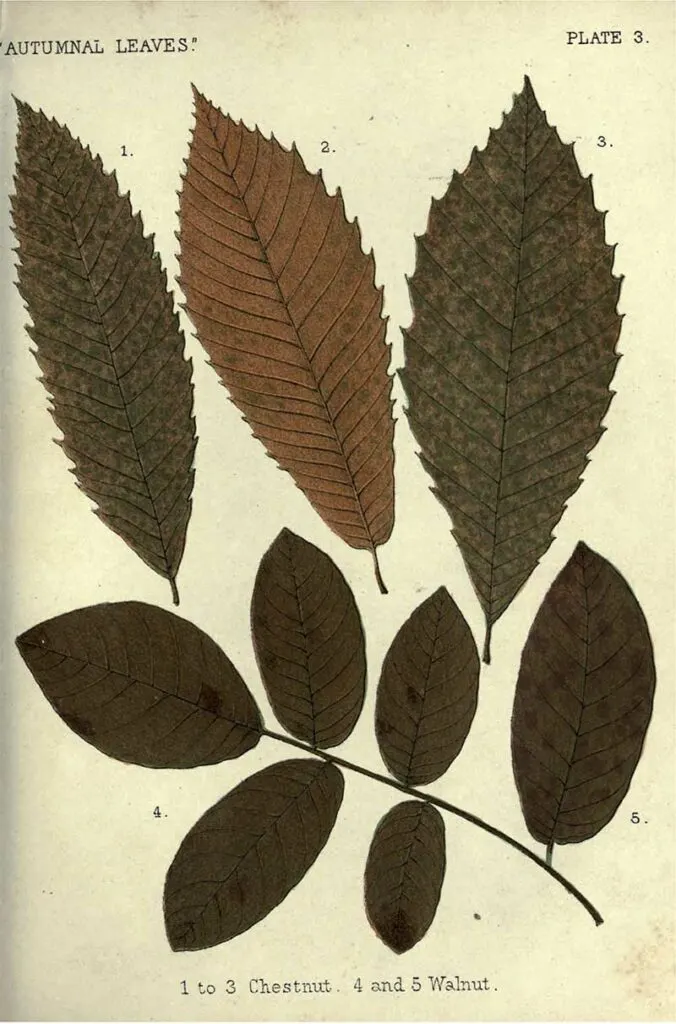 Chestnut walnut fall leaves illustrations