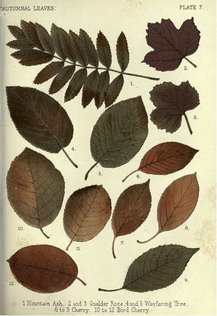 Autumnal leaves - Plate 7 Mountain Ash - Cherry tree