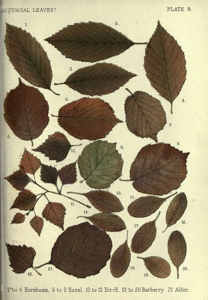Hornbeam to Alder leaf drawings