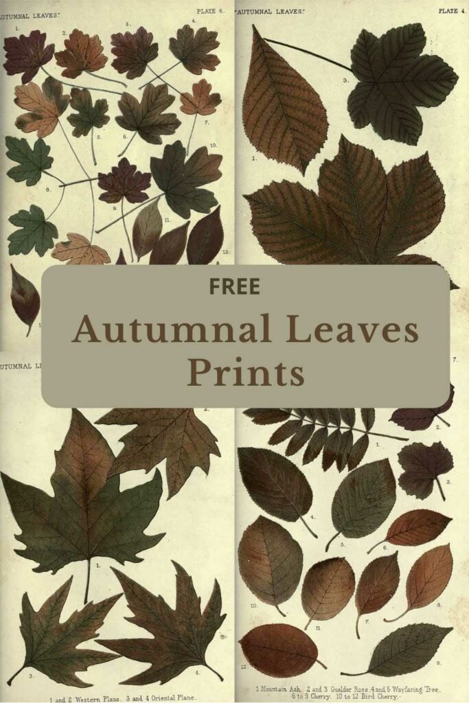 Autumn leaves charts
