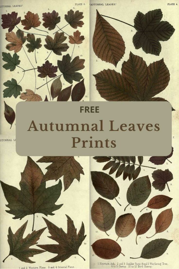 Vintage Printable Fall / Autumn Leaves