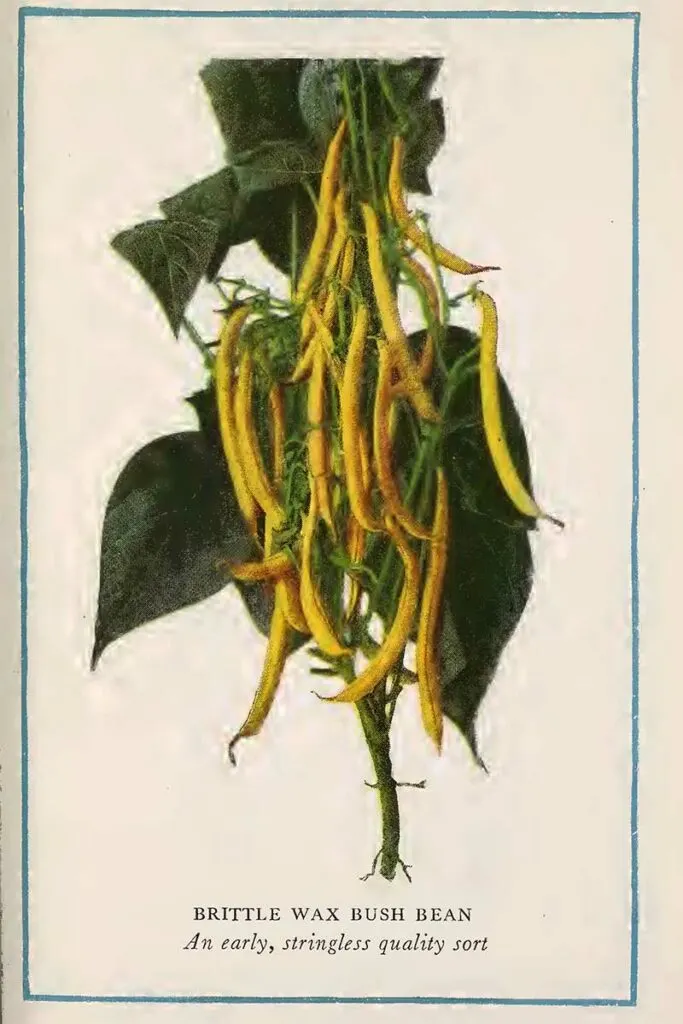Bush bean illustration
