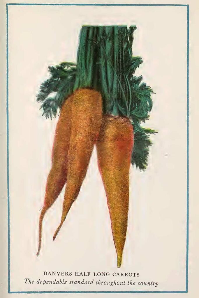 carrots vintage vegetable prints