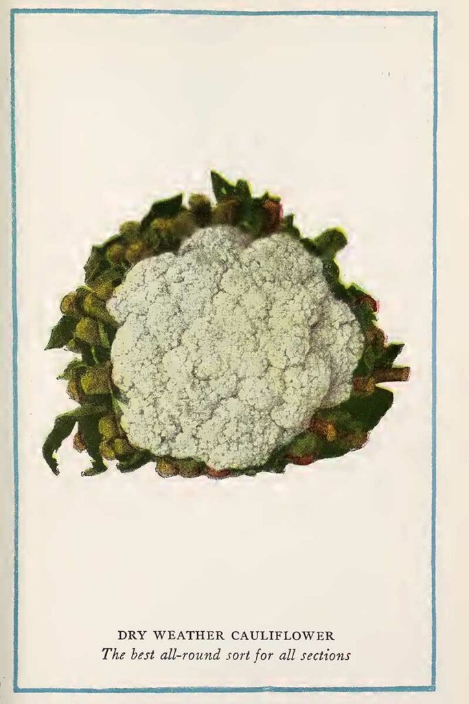cauliflower vintage vegetable prints