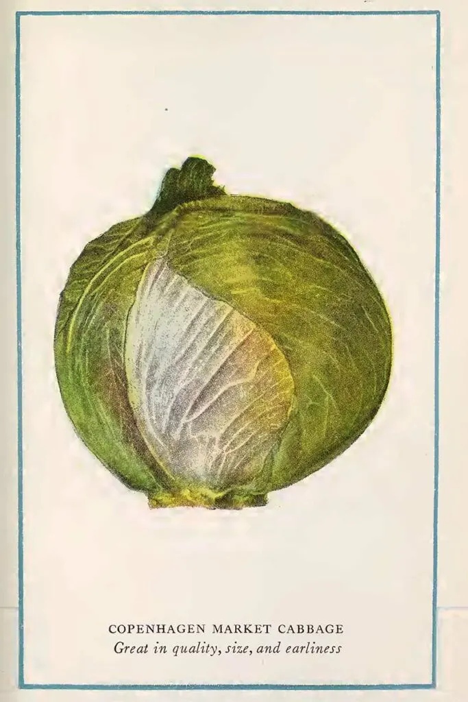 cabbage vegetable print