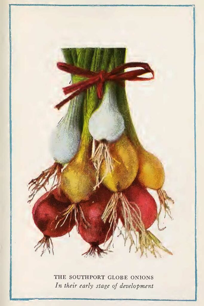 Onion illustration