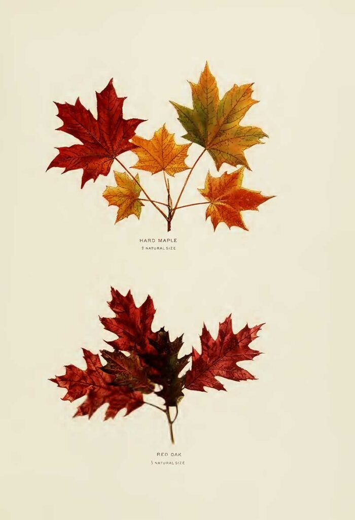 Hard Maple & Red Oak leaf drawings