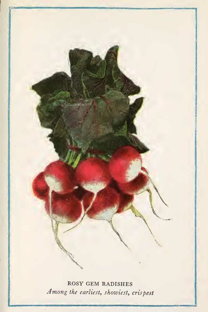radishes illustration