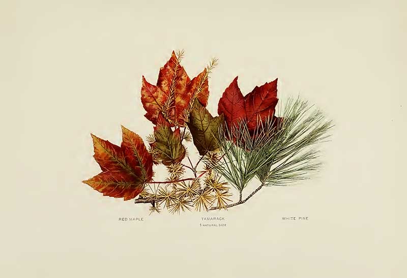 Red Maple-Tamarack-White-Pine leaves