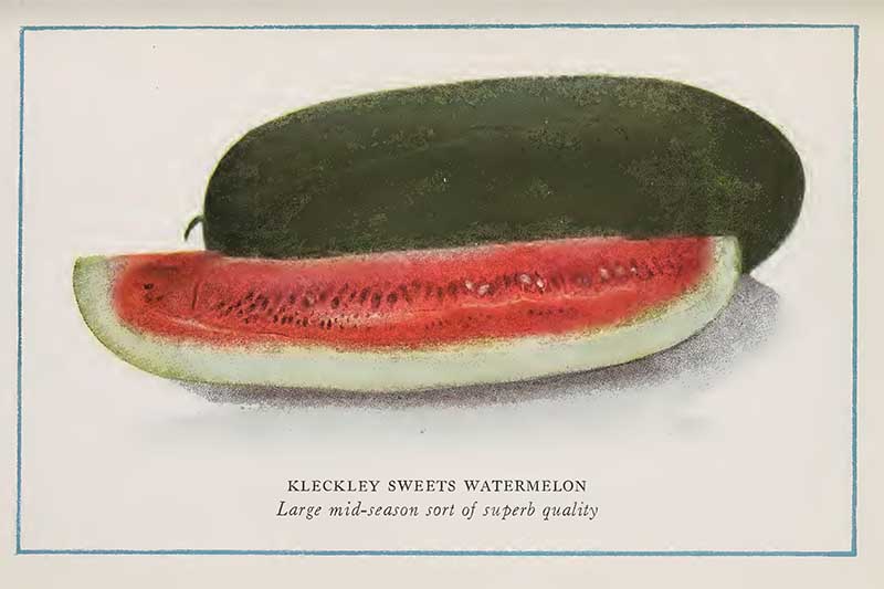 Watermelon vintage drawing