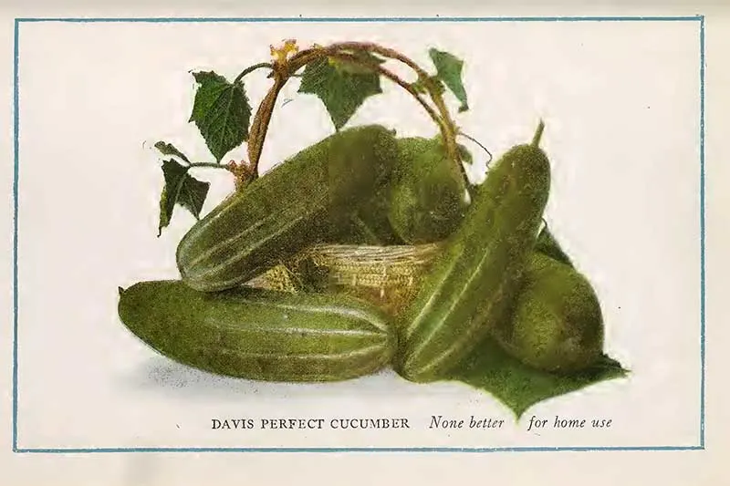 Cucumber painting
