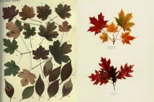 Autumn leaves chart