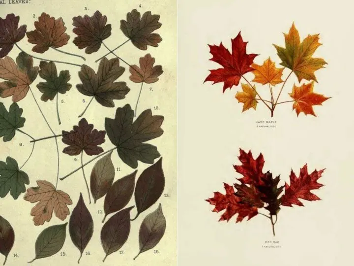 Autumn leaves chart