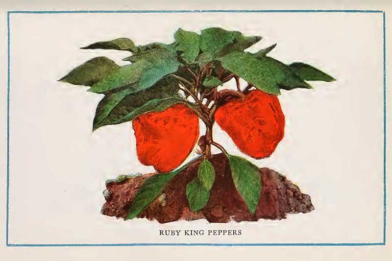 Peppers illustration