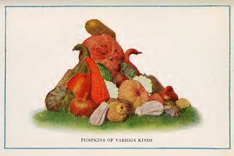 Pumpkins vintage print