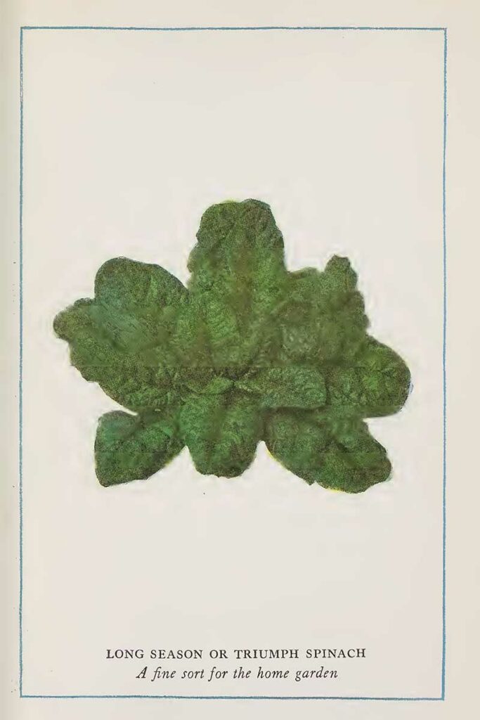 Spinach vintage print