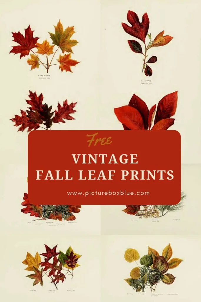 Vintage Fall Leaf prints