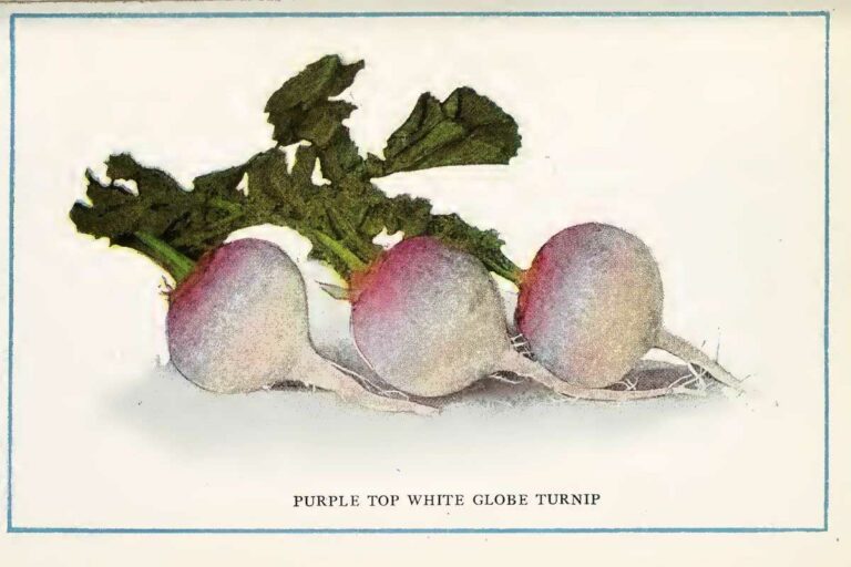 27 Free Vintage Vegetable Illustrations & Prints To Download