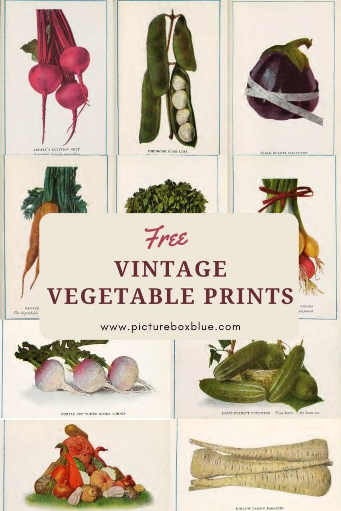 vintage vegetable prints