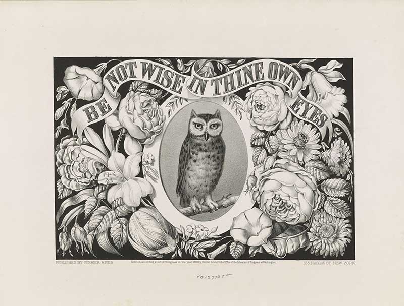 Owl advert
