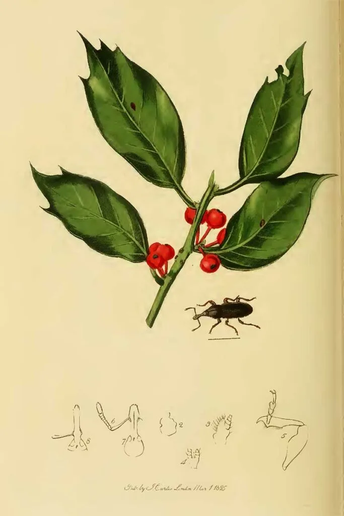 Holly and insect illustration