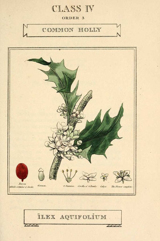 Common Holly Print