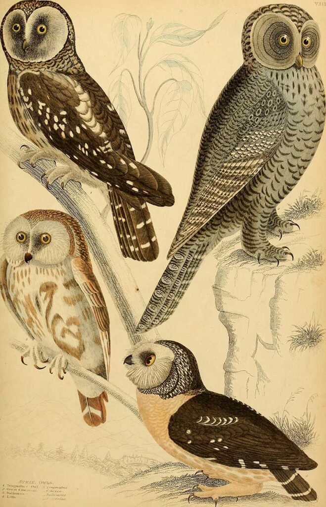 vintage owl illustrations
