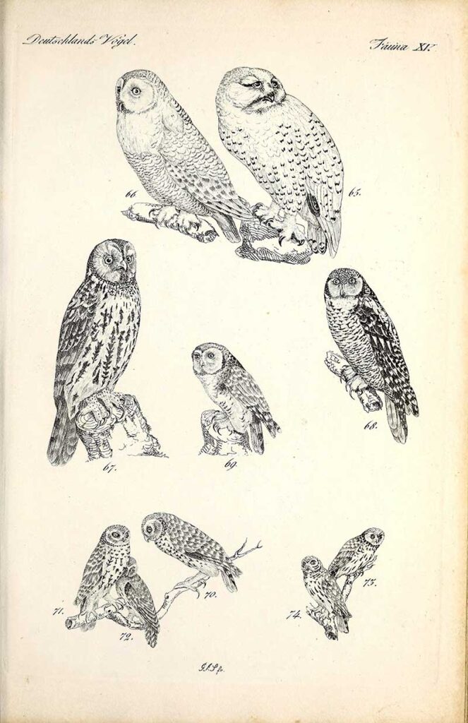 German owl drawings
