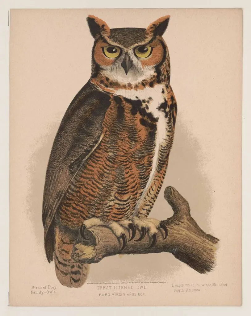 Great horned owl drawing