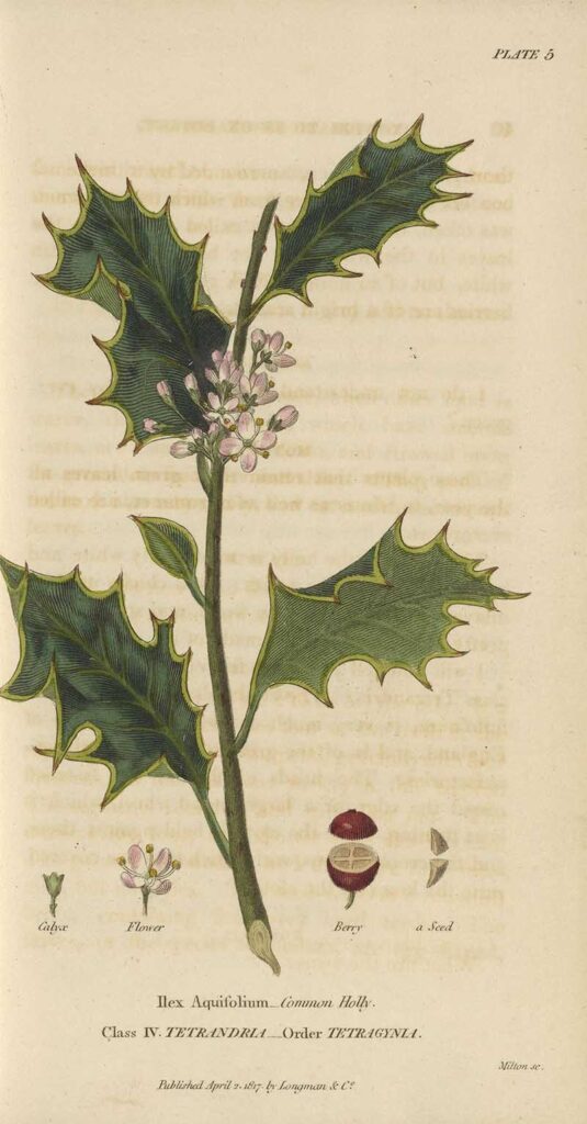 Botanical Holly illustration