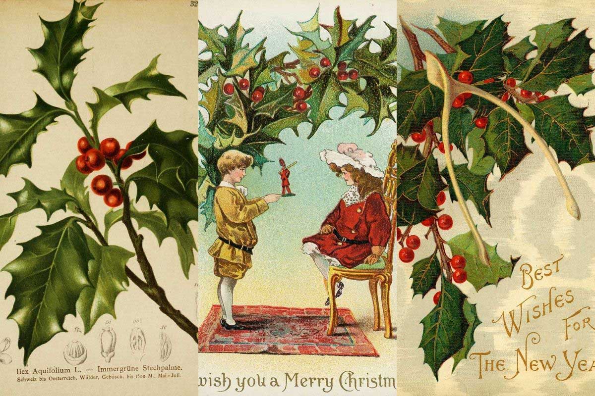 Wonderful Vintage Holly Illustrations and Prints Picture Box Blue