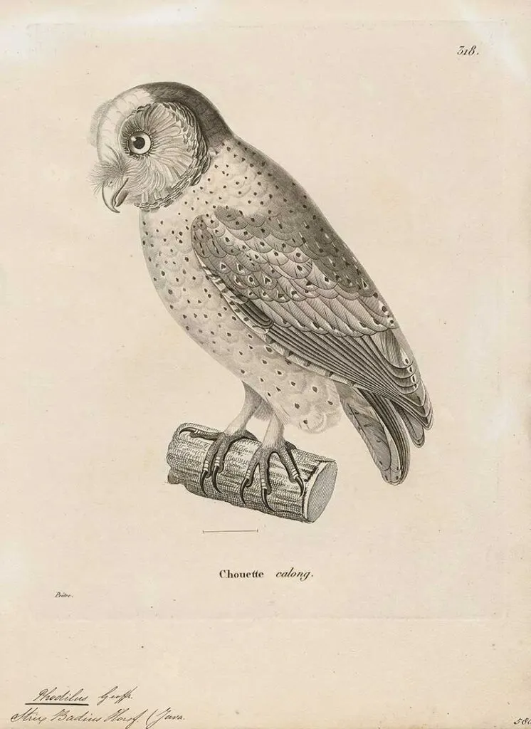 Oriental Bay Owl drawing 