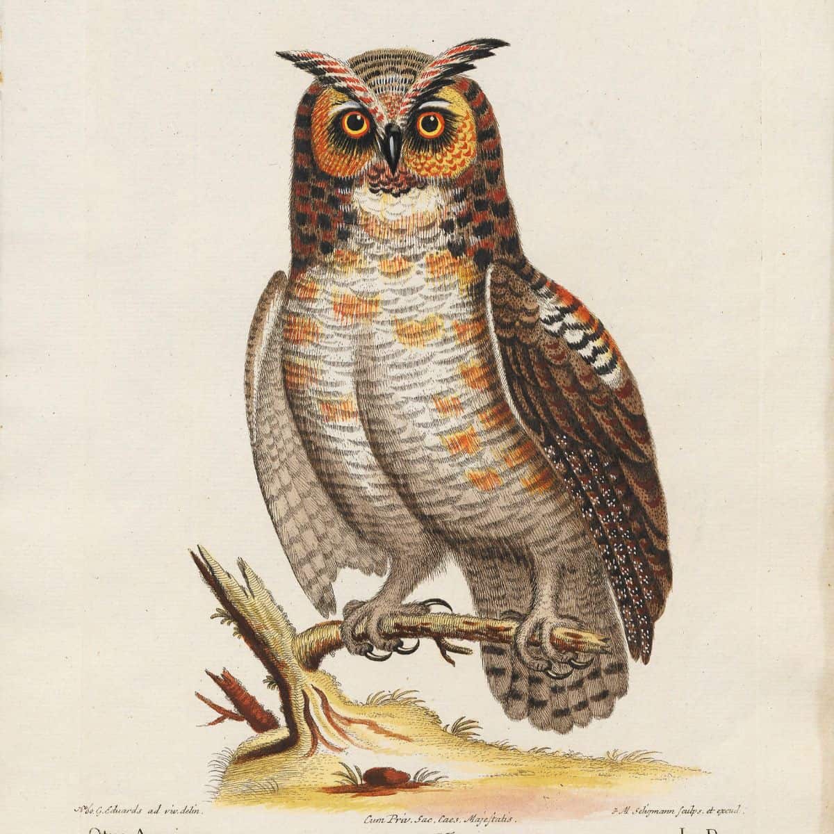 Vintage owl feature image
