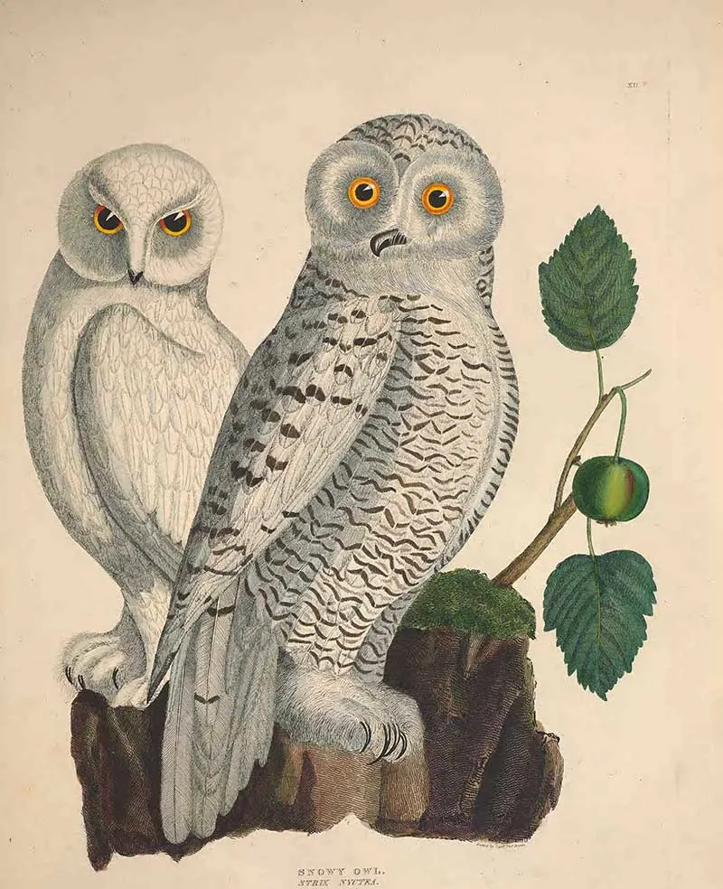 Snowy Owl Illustration
