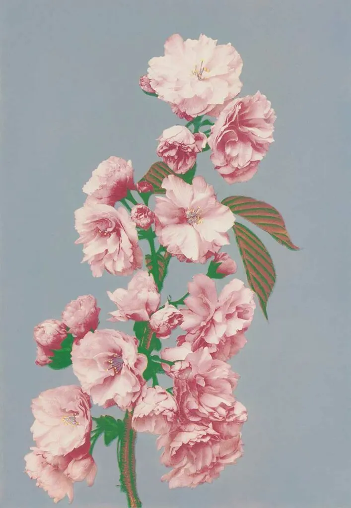 Beautiful photomechanical prints of Cherry Blossom