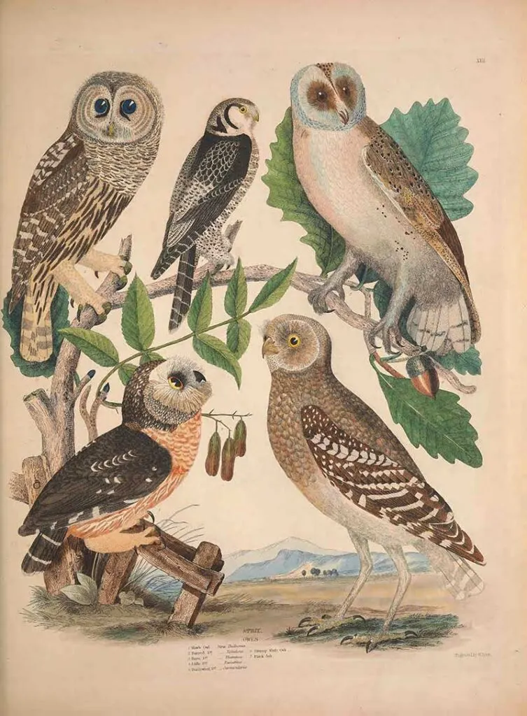American owls drawing