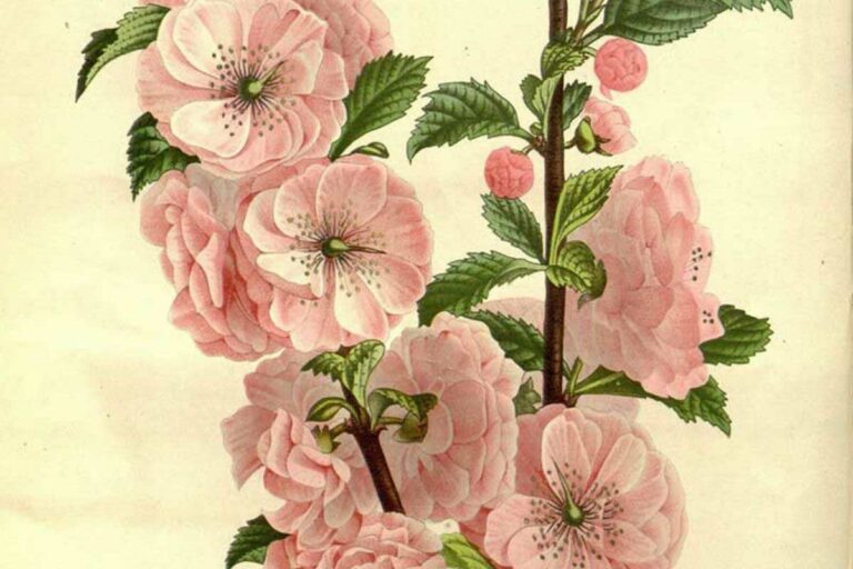 Cherry Blossom drawings