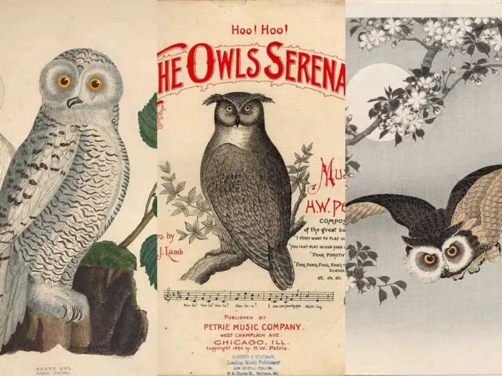 owl-drawings