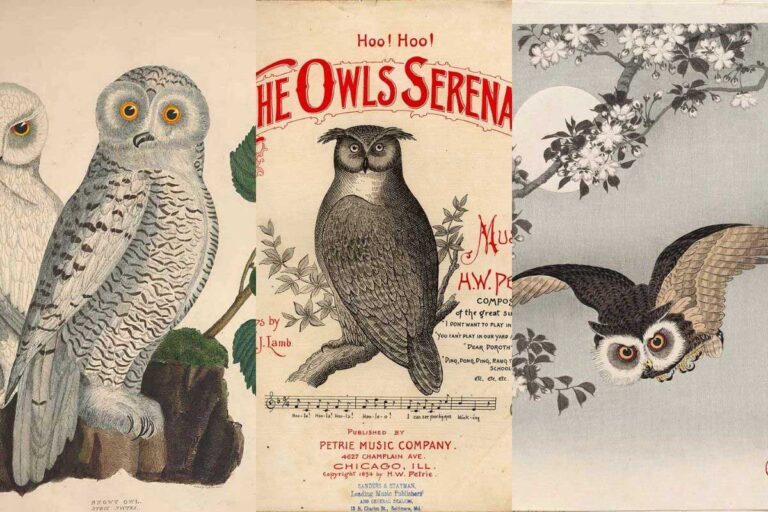 owl-drawings