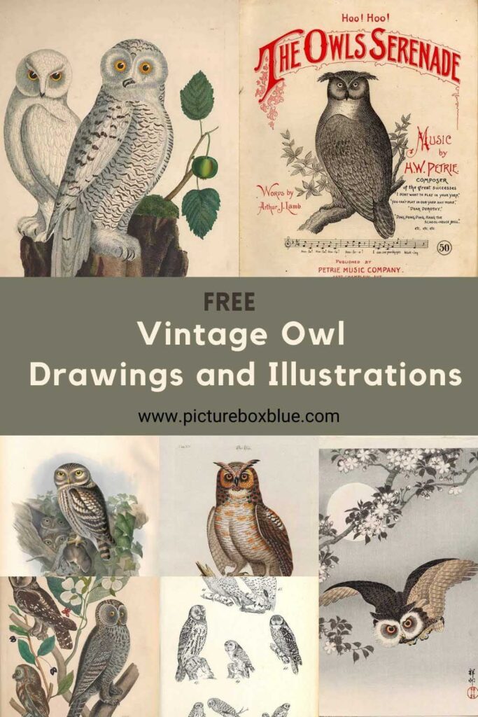 vintage owl drawings